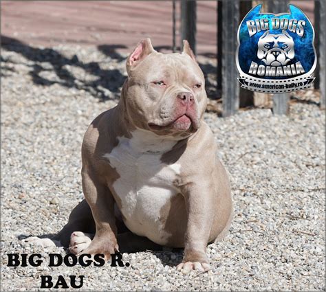 Image result for Bully Silentpatch Install