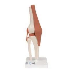 Human Anatomy and Biology Models - Teeth Model Trader - Retailer from ...