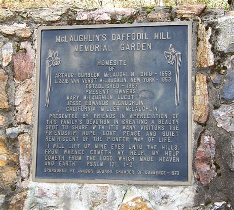 Amongst The Oaks: Daffodil Hill