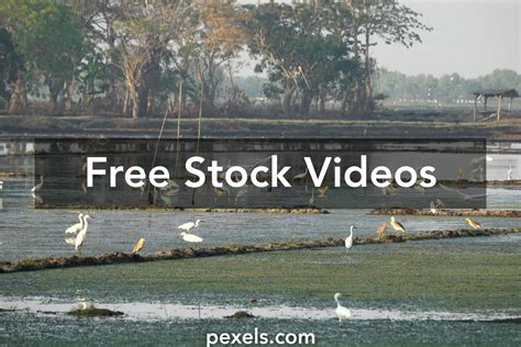 Image result for Windows Move Video Files Fish