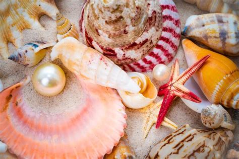 Image result for Beach Background Pearly Shell