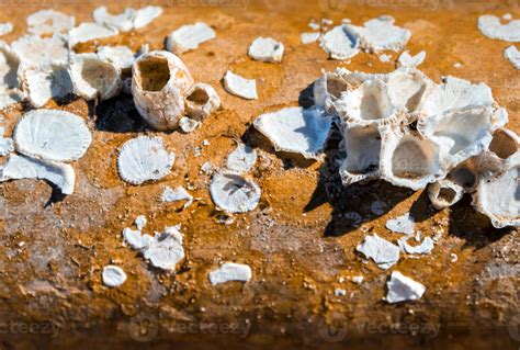 Image result for Empty Barnacle Shell