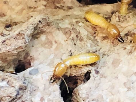 Termites | Can Termites Bite | Dade Pest Solutions