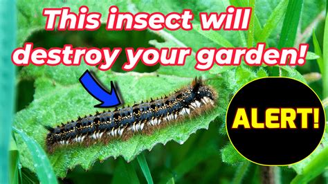 7 Easy Tips to get rid from Blanket Worm Insects from your garden