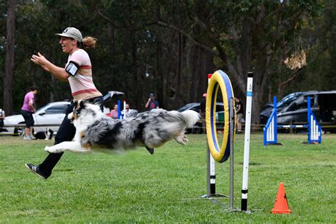 Image result for Agility Training for Dogs