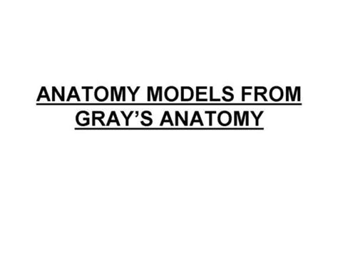 Anatomy Models From Grays Anatomy Manufacturer, Exporter, Anatomy ...