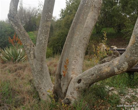 Combretum erythrophyllum - קומברטון מאדים, River Bushwillow, קומברטון ...