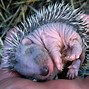 Image result for Sleeping Baby Animals