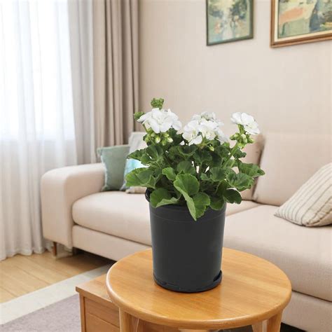 Buy Geranium Plant White online at best price