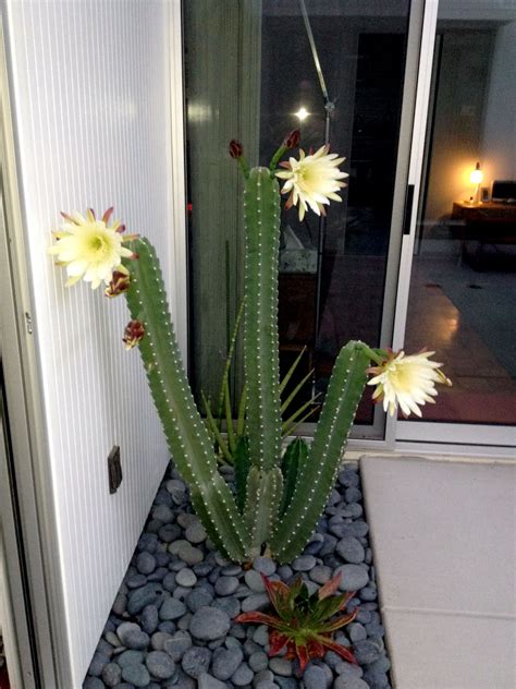Cactus Jungle - San Francisco Bay Area - Night Blooming Cereus