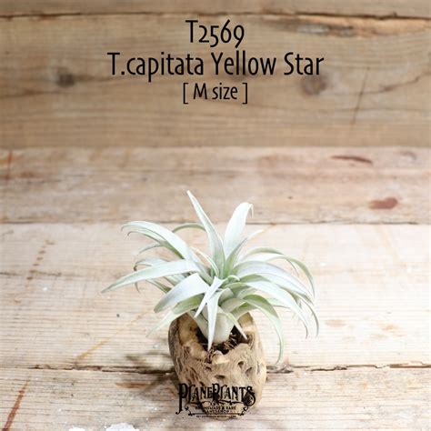【送料無料】capitata Yellow Star〔エアプランツ〕現品発送T2569 | plane plants