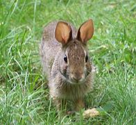 Image result for Dutch Belted Rabbit