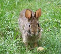 Image result for Scary Rabbit