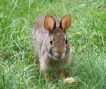 Image result for Vintage Rabbit Art