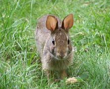 Image result for Rabbit Angroa