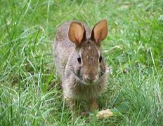Image result for Smallest Rabbit