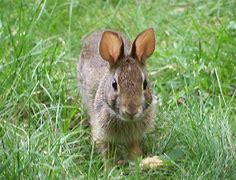 Image result for Rabbit Their Baby