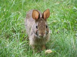 Image result for Cute Rabbit Face