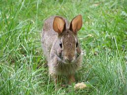 Image result for Pictures of a Pink Baby Rabbit