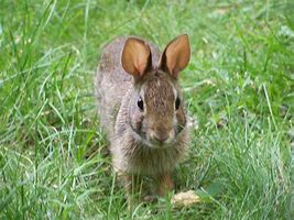 Image result for Dwarf Rabbit Animal