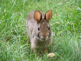 Image result for Fluffy Dwarf Rabbit