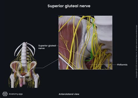 Superior gluteal nerve (male pelvis) | Anatomy.app