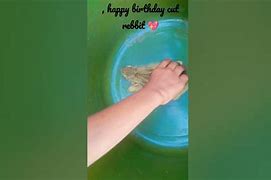 Image result for Spring Time Rebbit