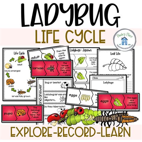 Image result for Ladybug Life Cycle Printable