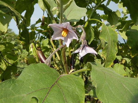 FlowerSong - Flower Detail