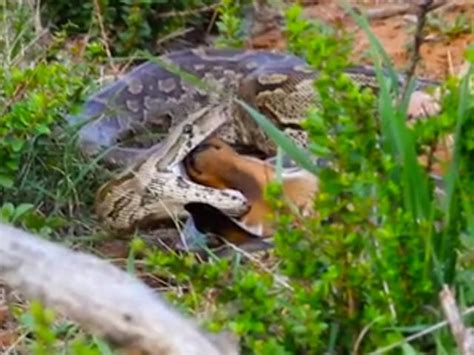 Python Frisst Eine Anakonda 的图像结果