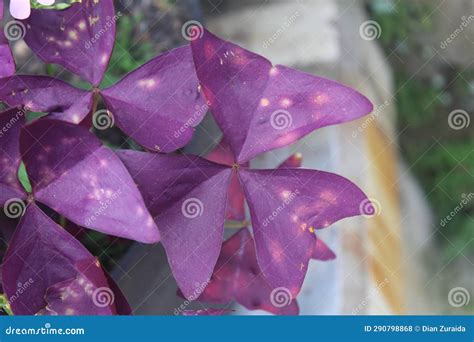 Butterfly flower plants stock photo. Image of fresh - 290798868