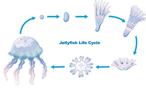 Jellyfish Life Cycle for kids education 3356495 Vector Art at Vecteezy