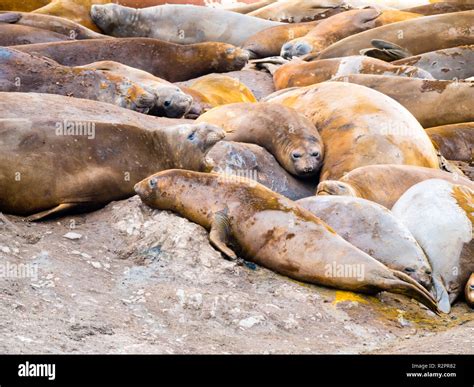 Colony of southern elephant seals, Mirounga leonina, at Hannah Point ...