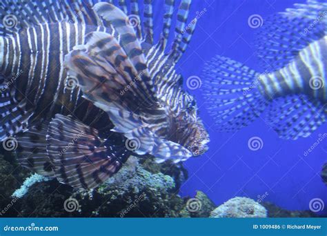 Tiger fish stock photo. Image of coral, tigerfish, tiger - 1009486