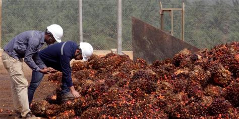 Palm Oil Imports: India Warns Malaysia That Bilateral Ties Are ...