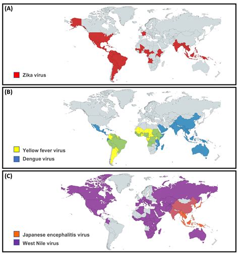 Arthropod-Borne Flaviviruses in Pregnancy