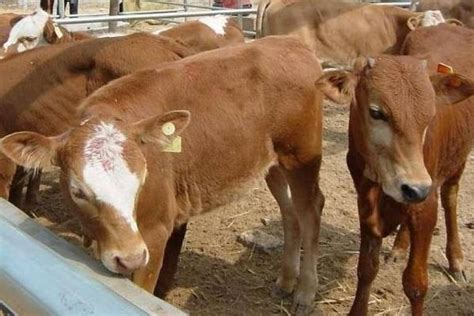 牛反刍是什么意思，附牛胃功能减慢、不反刍的原因 - 农敢网