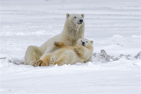 Polar Bears | Alaska Wildlife Alliance (AWA)