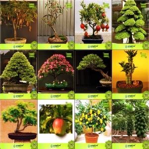 OhhSome Bonsai Suitable Seeds : Best Tree Combo Combo Tamarind ...