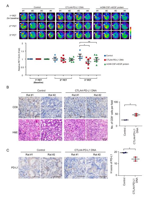 Comprehensive Evaluation of Immune-Checkpoint DNA Cancer Vaccines in a ...
