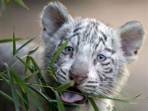 White Baby Tigers