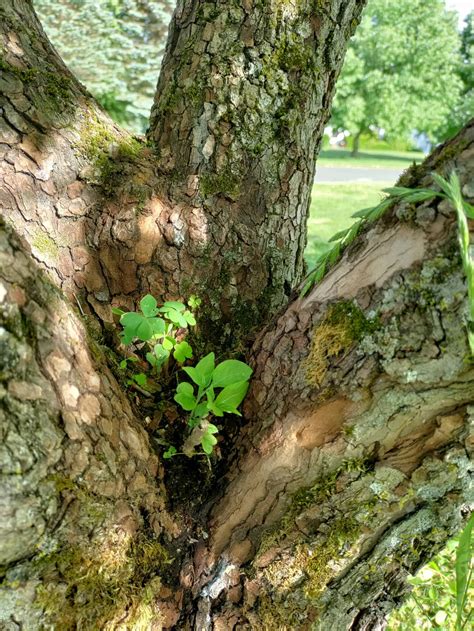 Image result for Growing Up Tree Rot