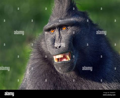 Celebes crested macaque Macaca nigra also known as the crested black ...
