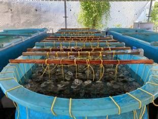 CMFRI produces around 1 lakh attached oyster spats to support ...