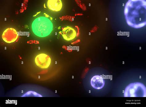 Image result for Cell Death Programed