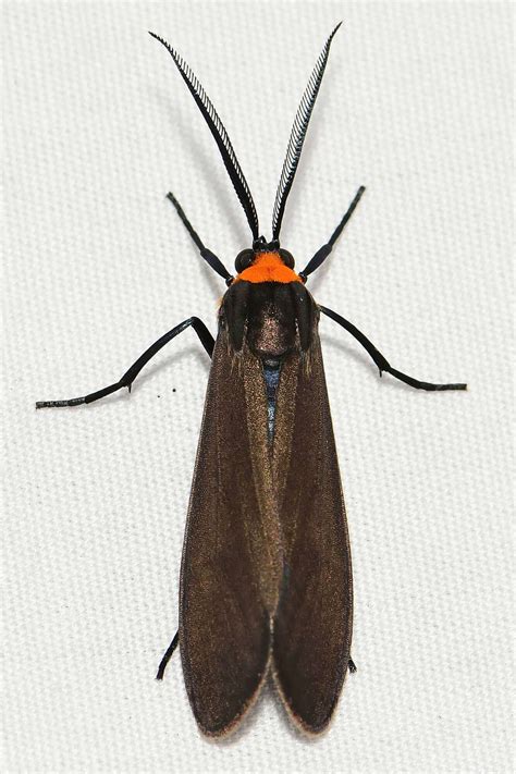 Black Moth Large