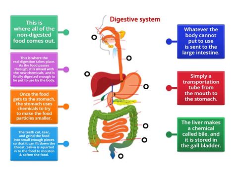 Image result for Digestive System Functioning