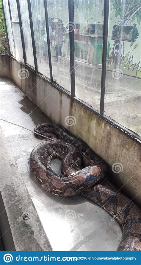 Image result for Reptile Python Cage