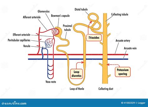 Kidney Diagram Loop Of Henle