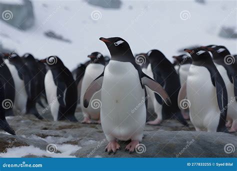 A Playful Group of Penguins Waddling and Sliding on a Snowy Hillside ...